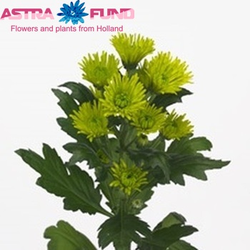 Chrysanthemum Indicum Grp tros santini 'Nicky Hayden' fotografija