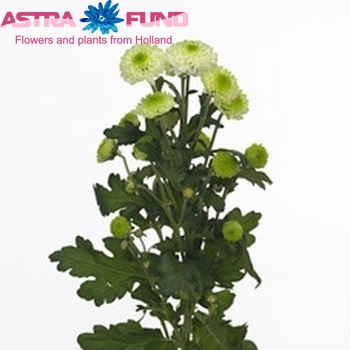 Chrysanthemum Indicum Grp tros santini 'Noki' fotografija