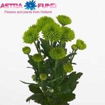 Chrysanthemum Indicum Grp tros santini Palm Green fotografie