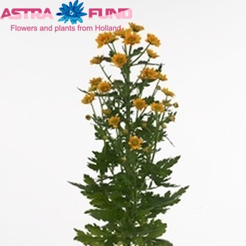 Chrysanthemum Indicum Grp tros santini Paolo fotografie