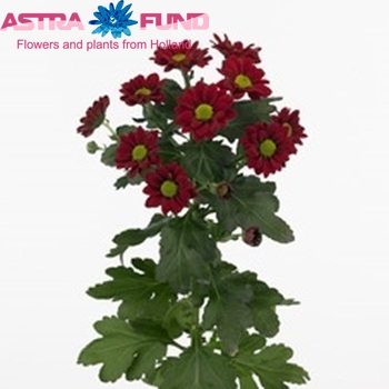 Chrysanthemum Indicum Grp tros santini Pepper fotografie