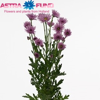Chrysanthemum Indicum Grp tros santini Pipa fotografie