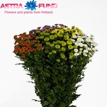 Chrysanthemum Indicum Grp tros santini pompon gemengd in bos fotografie