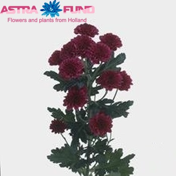 Chrysanthemum Indicum Grp tros santini 'Quinty' fotografie