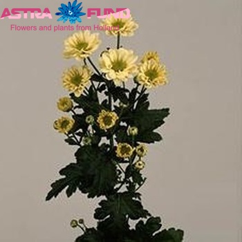 Chrysanthemum Indicum Grp tros santini 'Relight Cream' fotografie