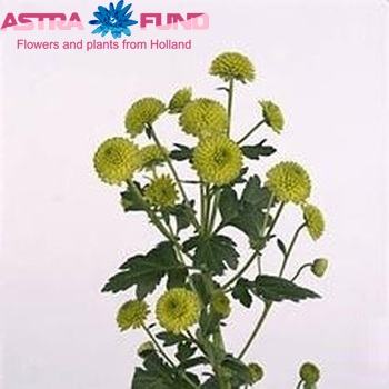 Chrysanthemum Indicum Grp tros santini Rocky fotografie