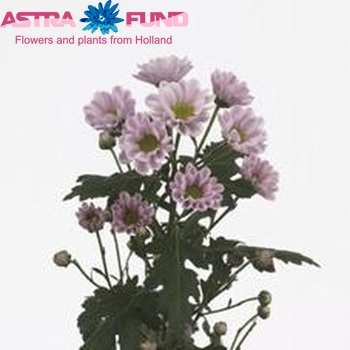 Chrysanthemum Indicum Grp tros santini 'Rossi Pink' fotografie