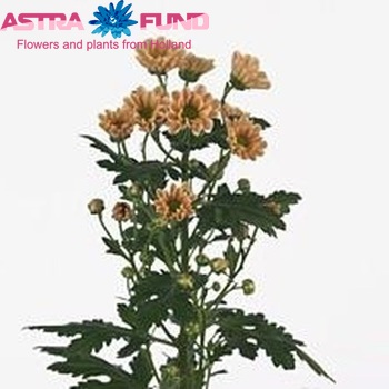 Chrysanthemum Indicum Grp tros santini 'Rossi Salmon' fotografie