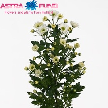 Chrysanthemum Indicum Grp tros santini 'Rossi White' fotografie