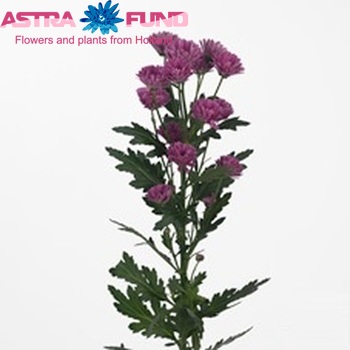Chrysanthemum Indicum Grp tros santini Sasta fotografie