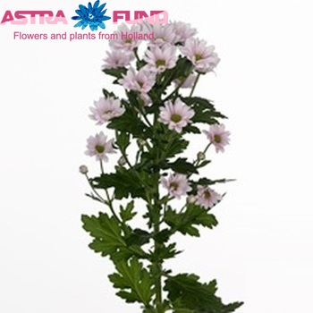 Chrysanthemum Indicum Grp tros santini Scapa fotografie