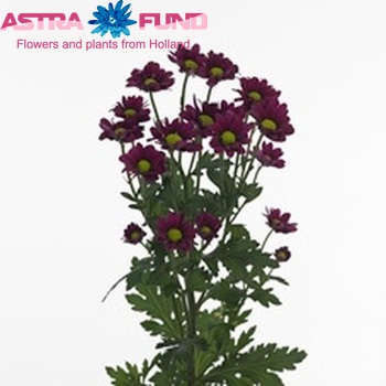 Chrysanthemum Indicum Grp tros santini Sinora fotografie