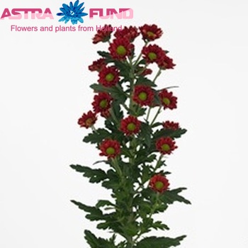 Chrysanthemum Indicum Grp tros santini Siro fotografie