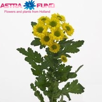 Chrysanthemum Indicum Grp tros santini Sun Top fotografie