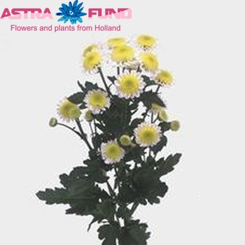 Chrysanthemum Indicum Grp tros santini 'Sun Up' fotografie
