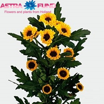 Chrysanthemum Indicum Grp tros santini 'Tedcha Improved' fotografie