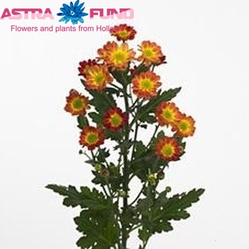 Chrysanthemum Indicum Grp tros santini Tobago fotografie