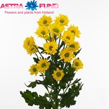 Chrysanthemum Indicum Grp tros santini 'Tweety' fotografie
