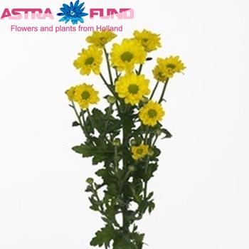 Chrysanthemum Indicum Grp tros santini Unique Sunny fotografie
