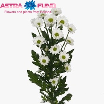 Chrysanthemum Indicum Grp tros santini Unique White fotografie
