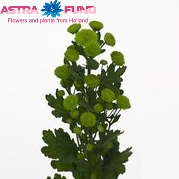 Chrysanthemum Indicum Grp tros santini 'Verdy' fotografie