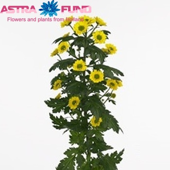 Chrysanthemum Indicum Grp tros santini Vicente fotografie