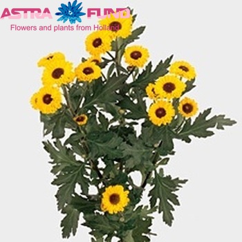 Chrysanthemum Indicum Grp tros santini 'Vygold' fotografie