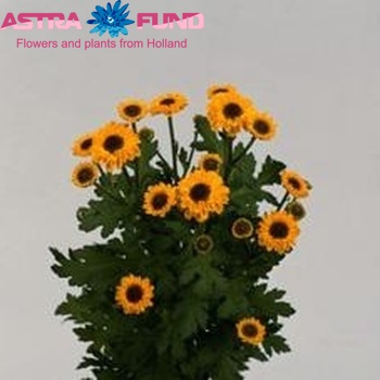 Chrysanthemum Indicum Grp tros santini 'Vymini' fotografie