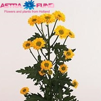 Chrysanthemum Indicum Grp tros santini 'Vysun' fotografie