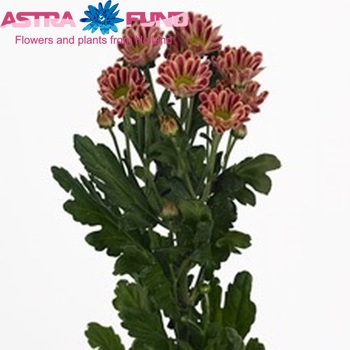 Chrysanthemum Indicum Grp tros santini Zebra fotografie