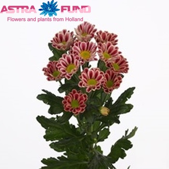Chrysanthemum Indicum Grp tros santini Zebra Dark fotografie