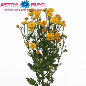 Chrysanthemum Indicum tros santini Grp Aygo fotografie