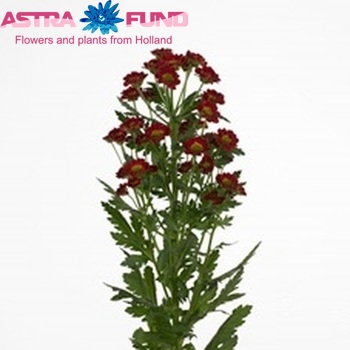 Chrysanthemum Indicum tros santini Grp 'Tory' fotografie
