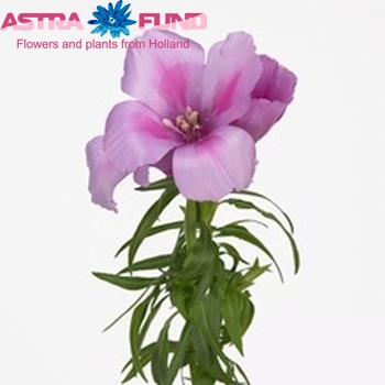 Clarkia amoena 'Grace Lavender' photo