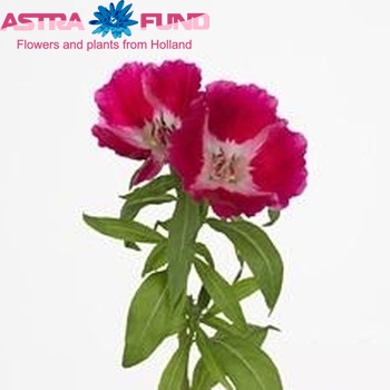 Clarkia amoena 'Grace Red' photo