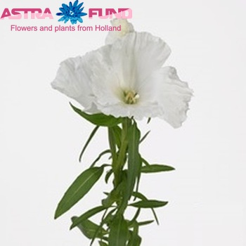 Clarkia amoena 'Grace White' photo