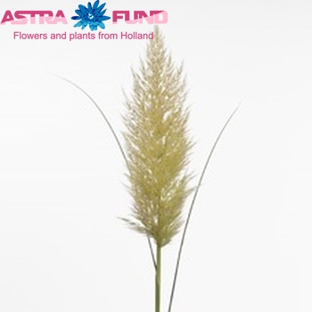 Cortaderia selloana 'Evita' photo