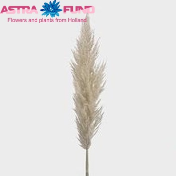 Cortaderia selloana 'Silver Mountain' photo
