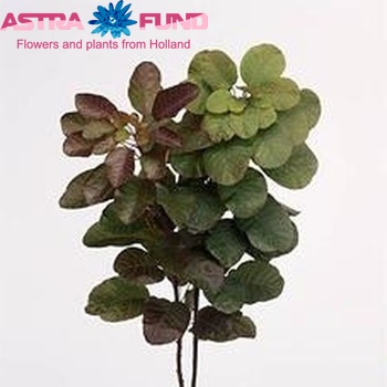 Cotinus photo