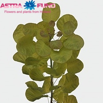 Cotinus coggygria Golden Spirit photo
