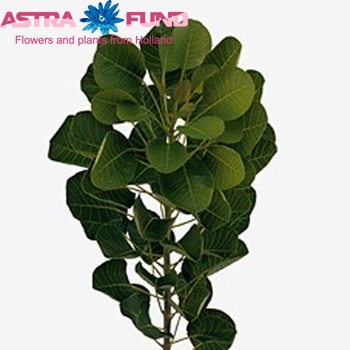 Cotinus coggygria Magical Green Fountain photo