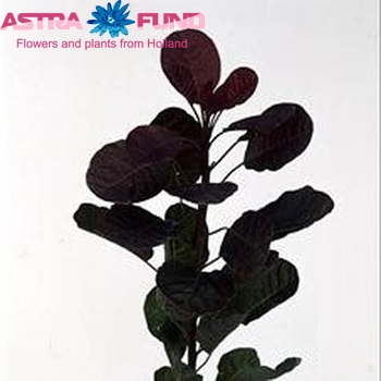 Cotinus coggygria 'Red Spirit' photo