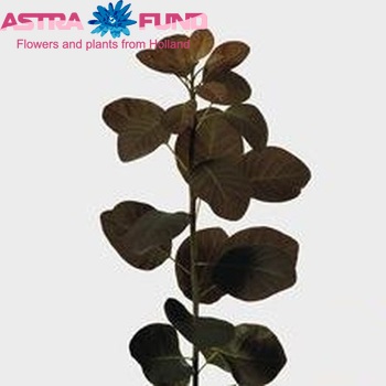 Cotinus coggygria 'Royal Purple' photo