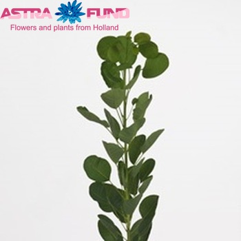 Cotinus coggygria 'Young Lady' (decor) photo