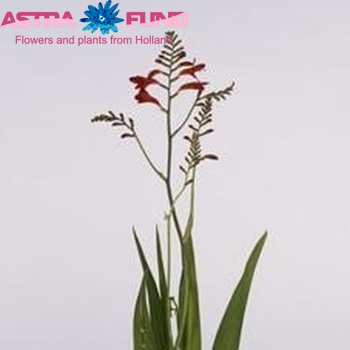 Crocosmia 'Emberglow' photo