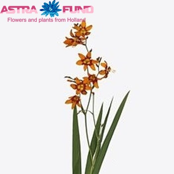 Crocosmia 'Emily Mckenzie' photo
