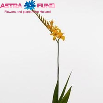 Crocosmia 'Evesso' photo
