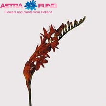 Crocosmia 'Lucifer' photo