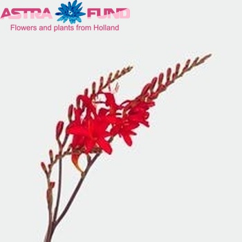 Crocosmia 'Mistral' Foto