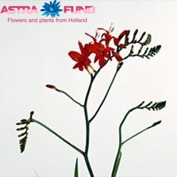 Crocosmia 'Red King' fotografija